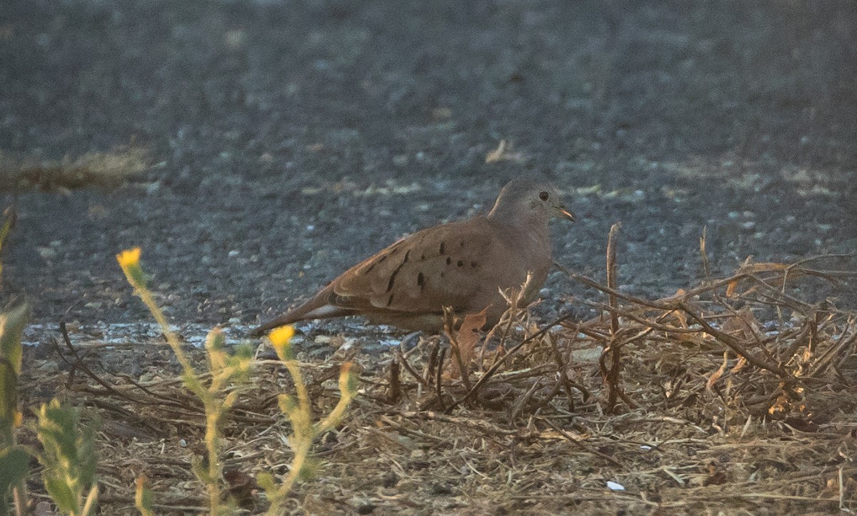 Ruddy Ground Dove - ML296988691