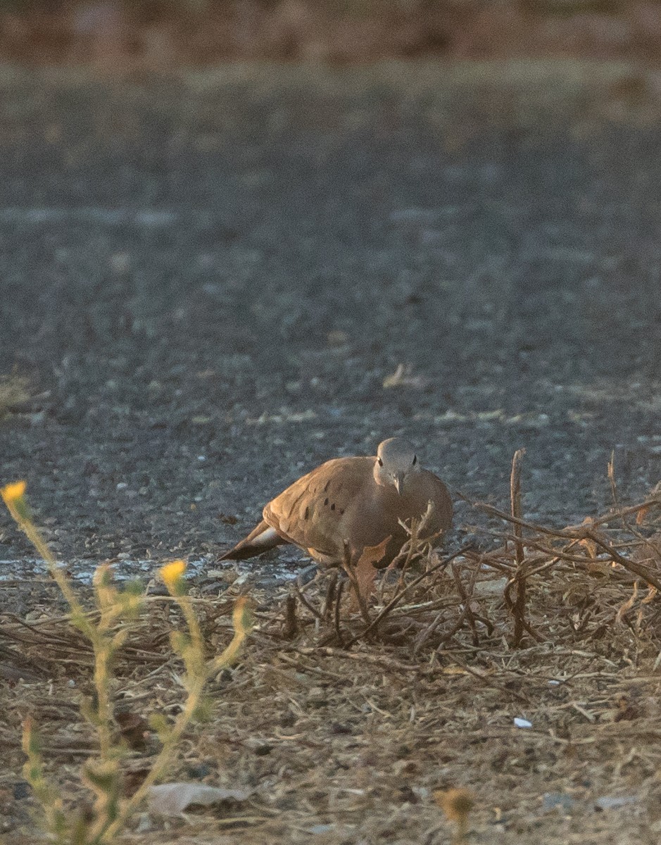 Ruddy Ground Dove - ML296988701