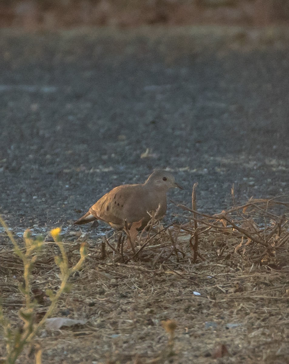 Ruddy Ground Dove - ML296988721