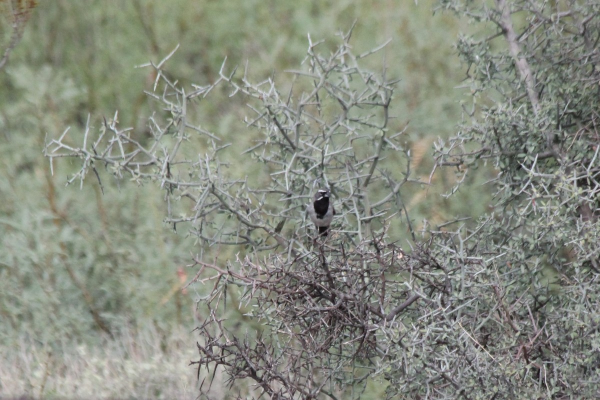 Black-throated Sparrow - ML296989101