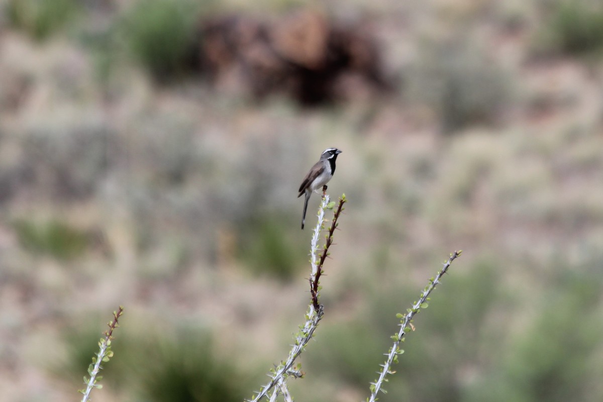 Black-throated Sparrow - ML296989111