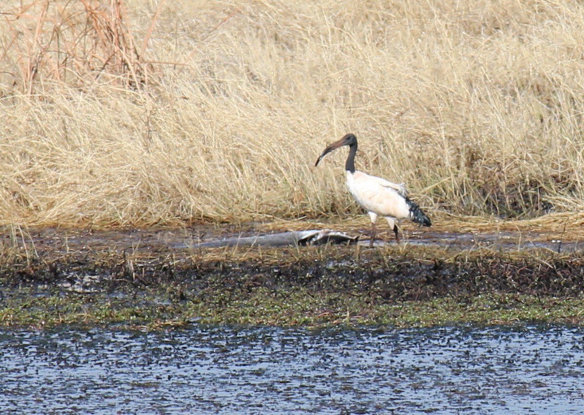 African Sacred Ibis - ML296989741