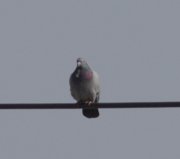 Rock Pigeon (Feral Pigeon) - ML296990231