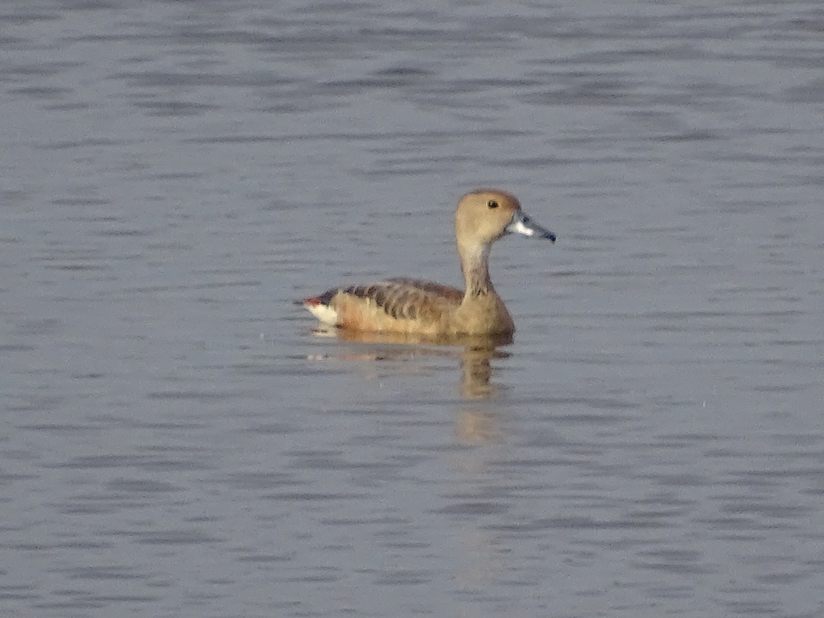 Lesser Whistling-Duck - ML296991421