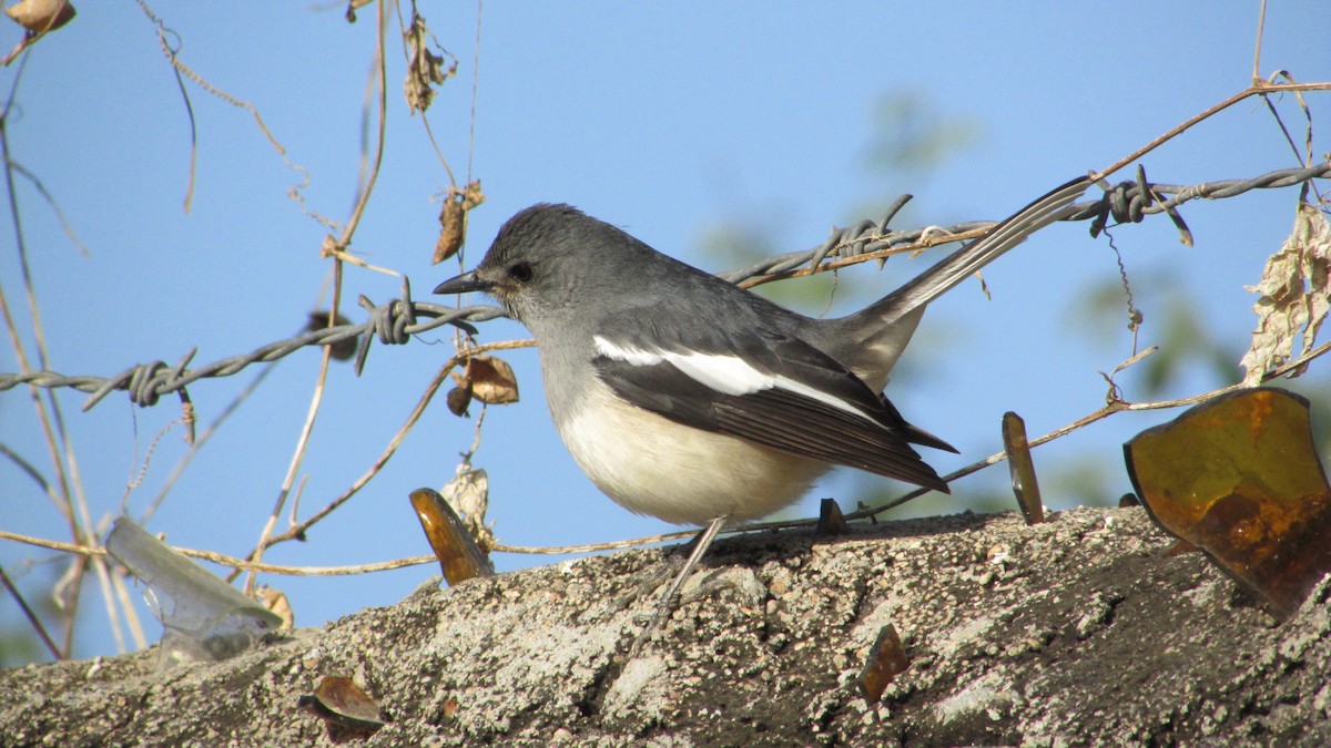 Oriental Magpie-Robin - ML296991561