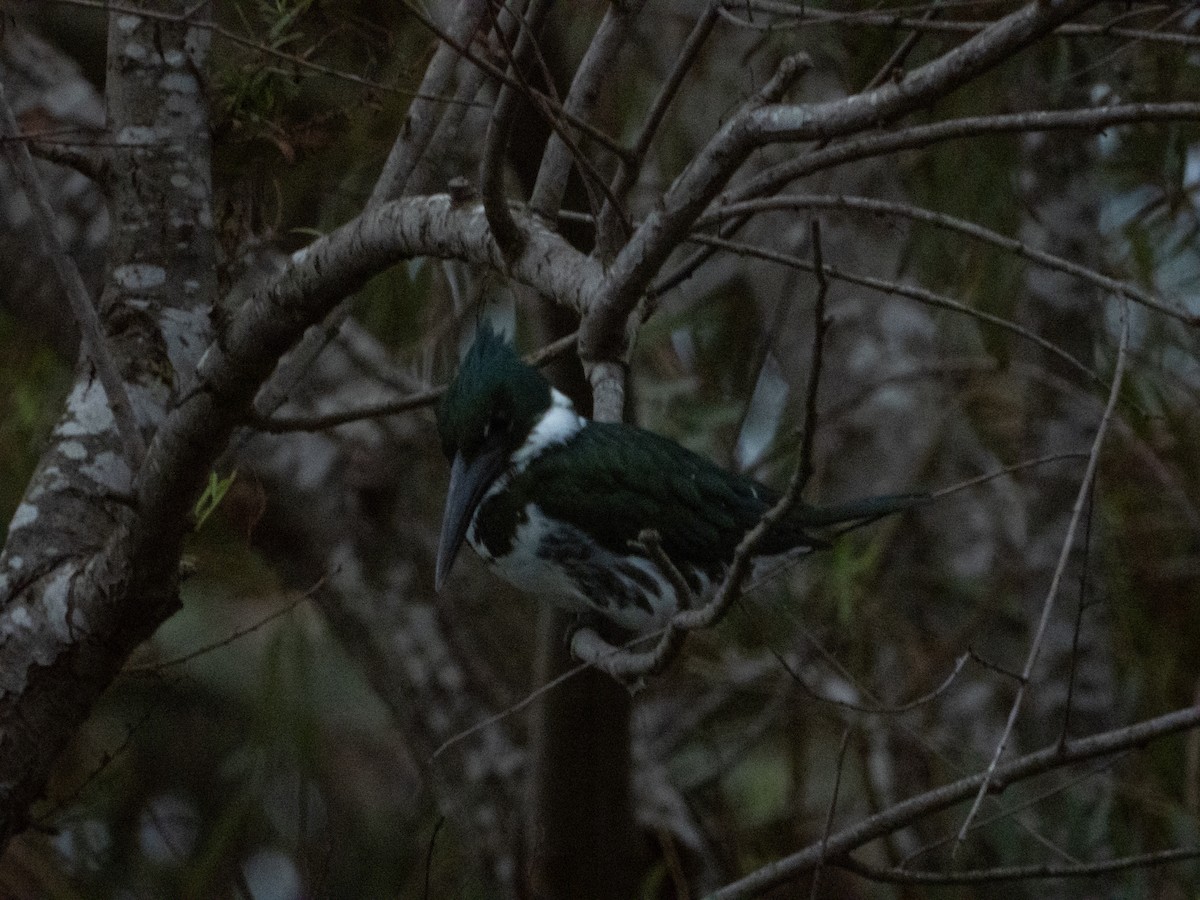 Amazon Kingfisher - ML296992101