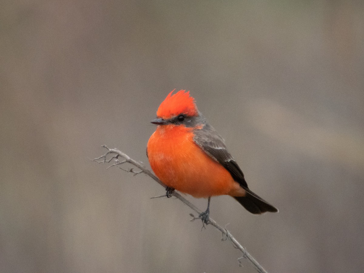 Vermilion Flycatcher - ML296992151