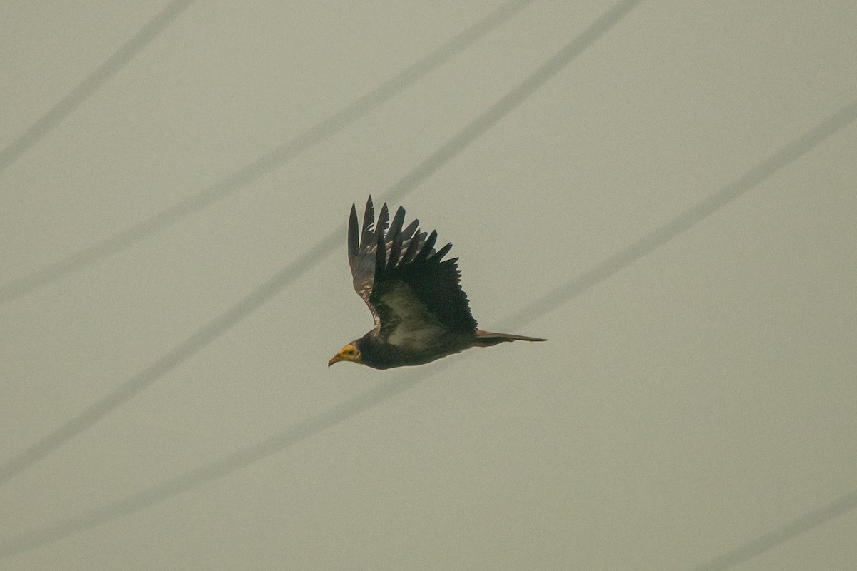 Egyptian Vulture - ML296992401