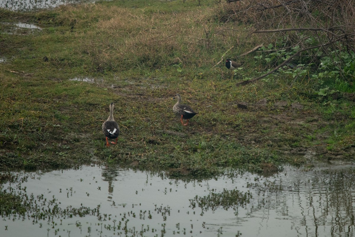 Red-wattled Lapwing - Vivek Saggar