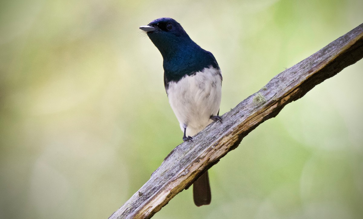 Satin Flycatcher - ML296993321