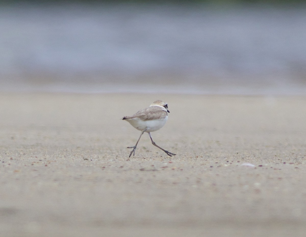 Kentish Plover - ML296997901