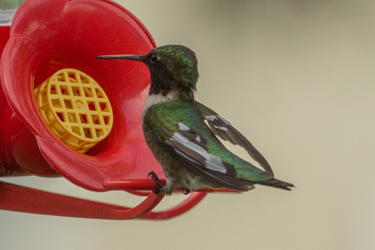 Ruby-throated Hummingbird - Shelly Dunn