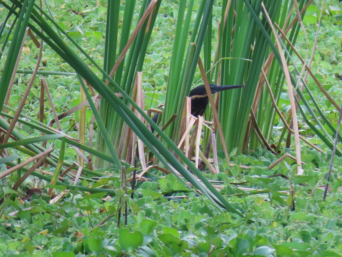 Black Bittern - ML296998381