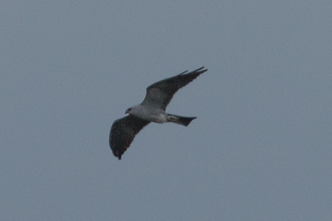 Mississippi Kite - Shelly Dunn