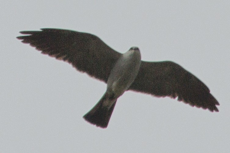 Mississippi Kite - ML296998501