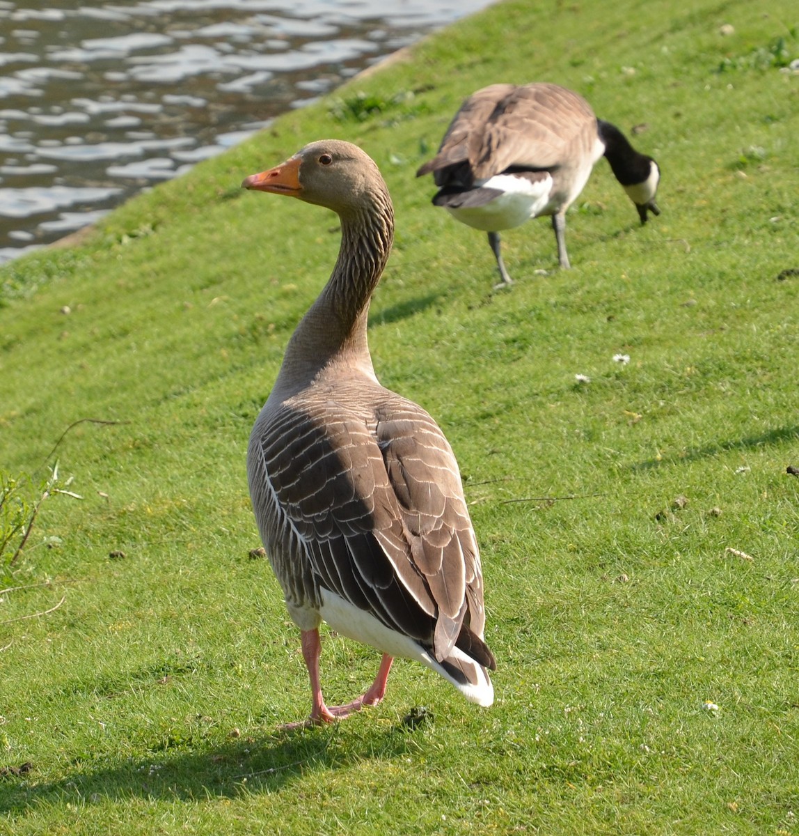 Graylag Goose - ML296999381