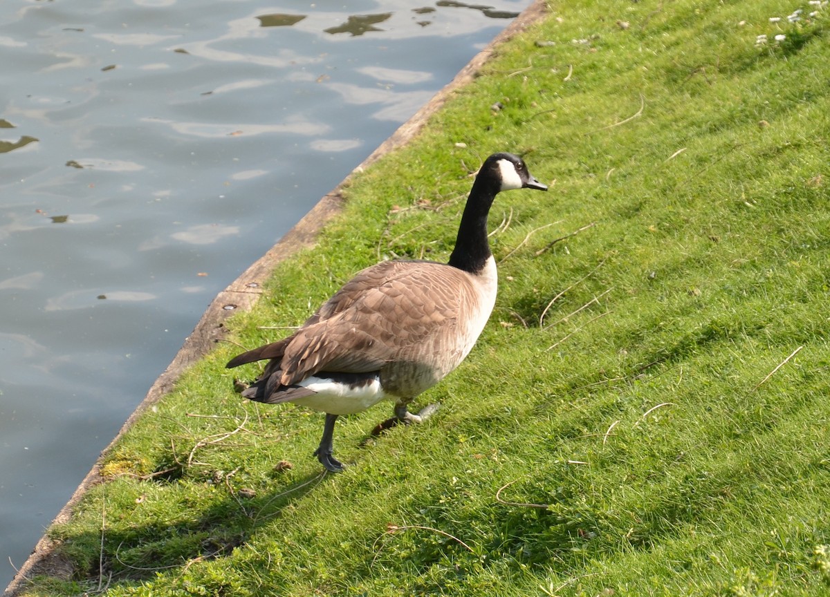 Canada Goose - ML296999391