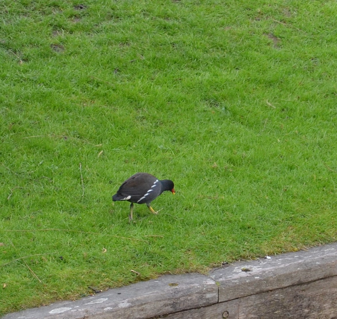 Eurasian Moorhen - ML296999401