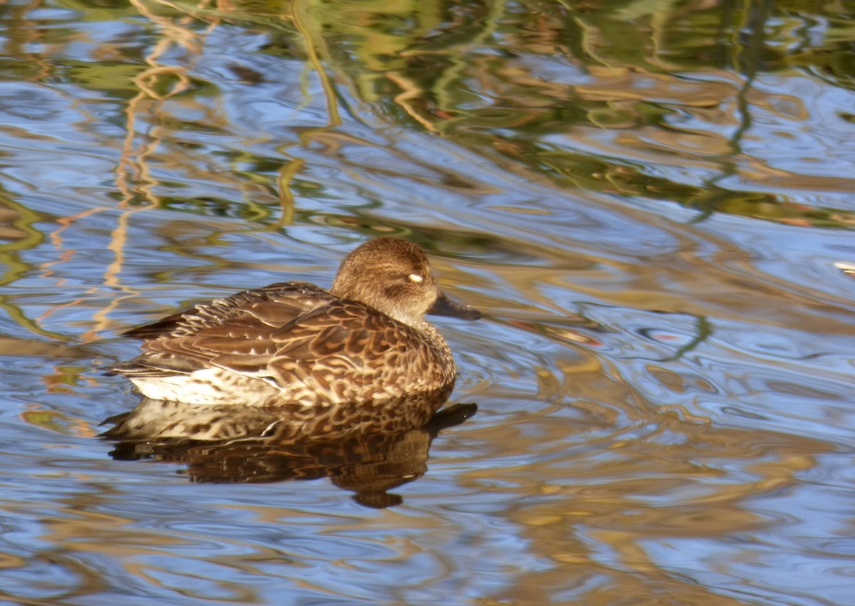 Green-winged Teal - ML297000151