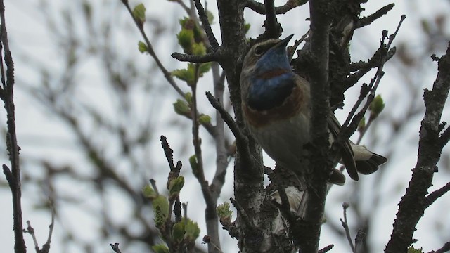 Bluethroat - ML297003021