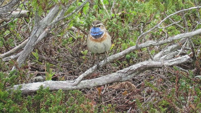 Bluethroat - ML297003191