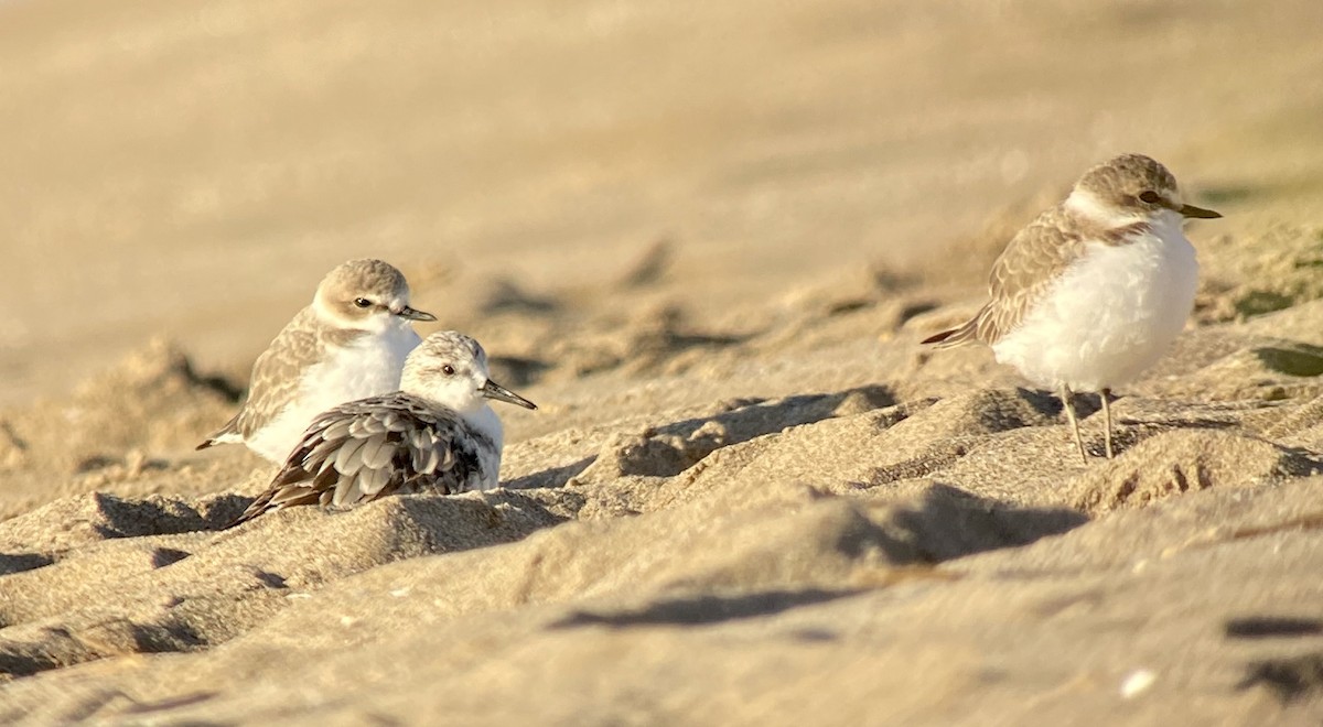 Bécasseau sanderling - ML297003521