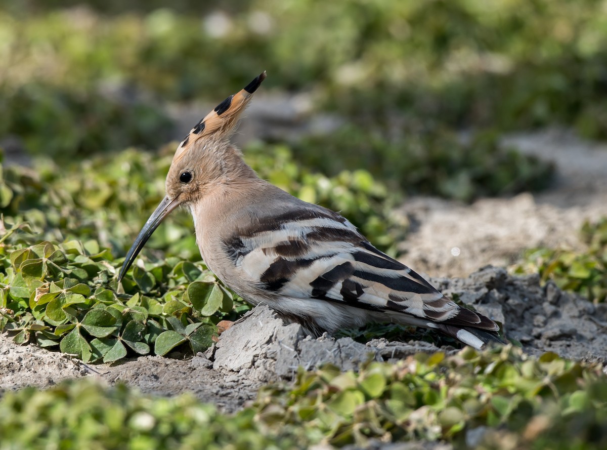 Eurasian Hoopoe - ML297004521