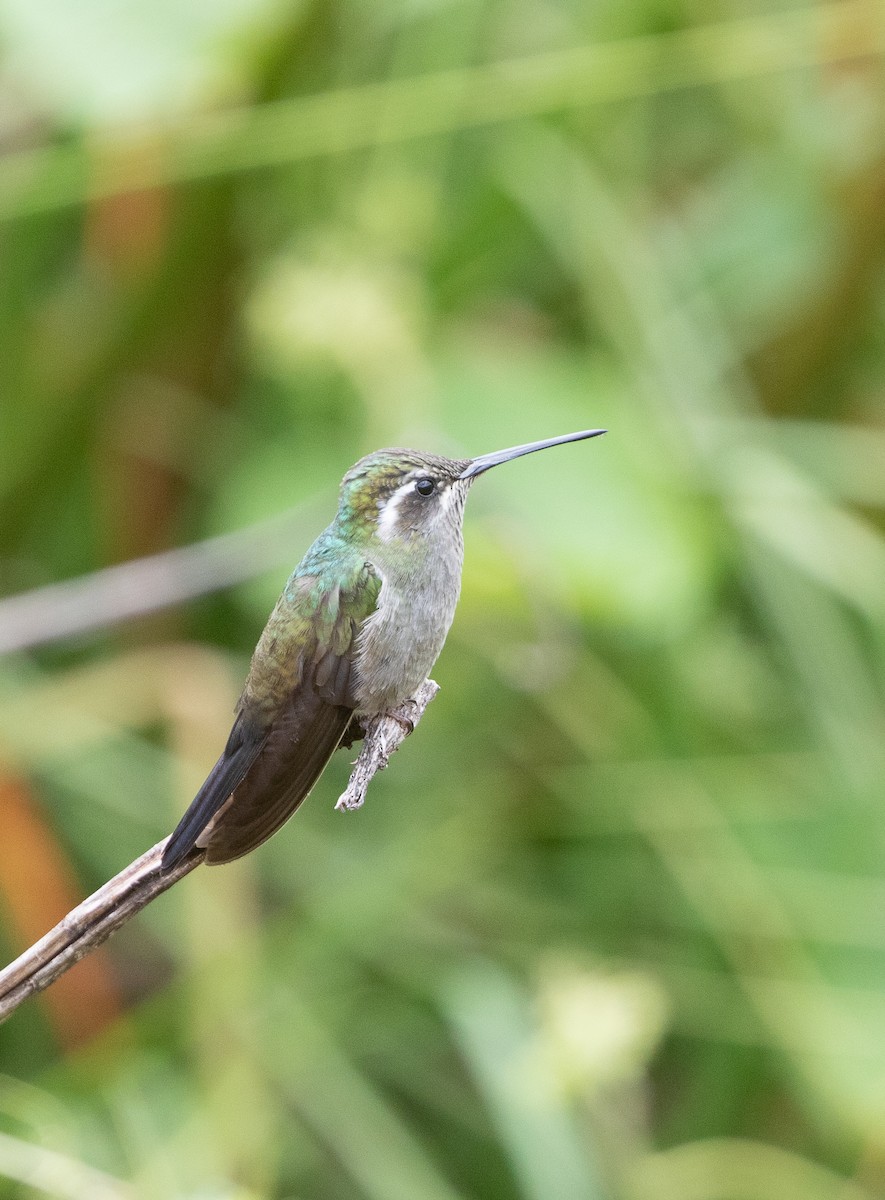 Blue-throated Mountain-gem - Per Smith