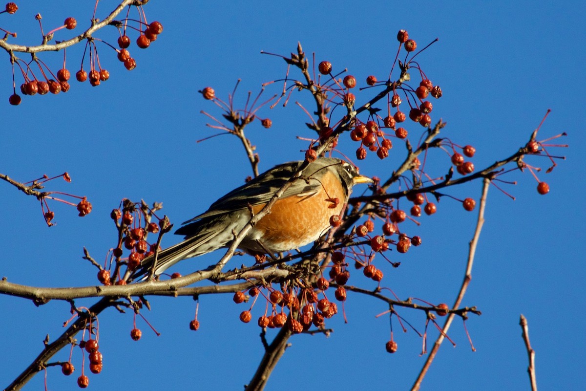 American Robin - ML297005481