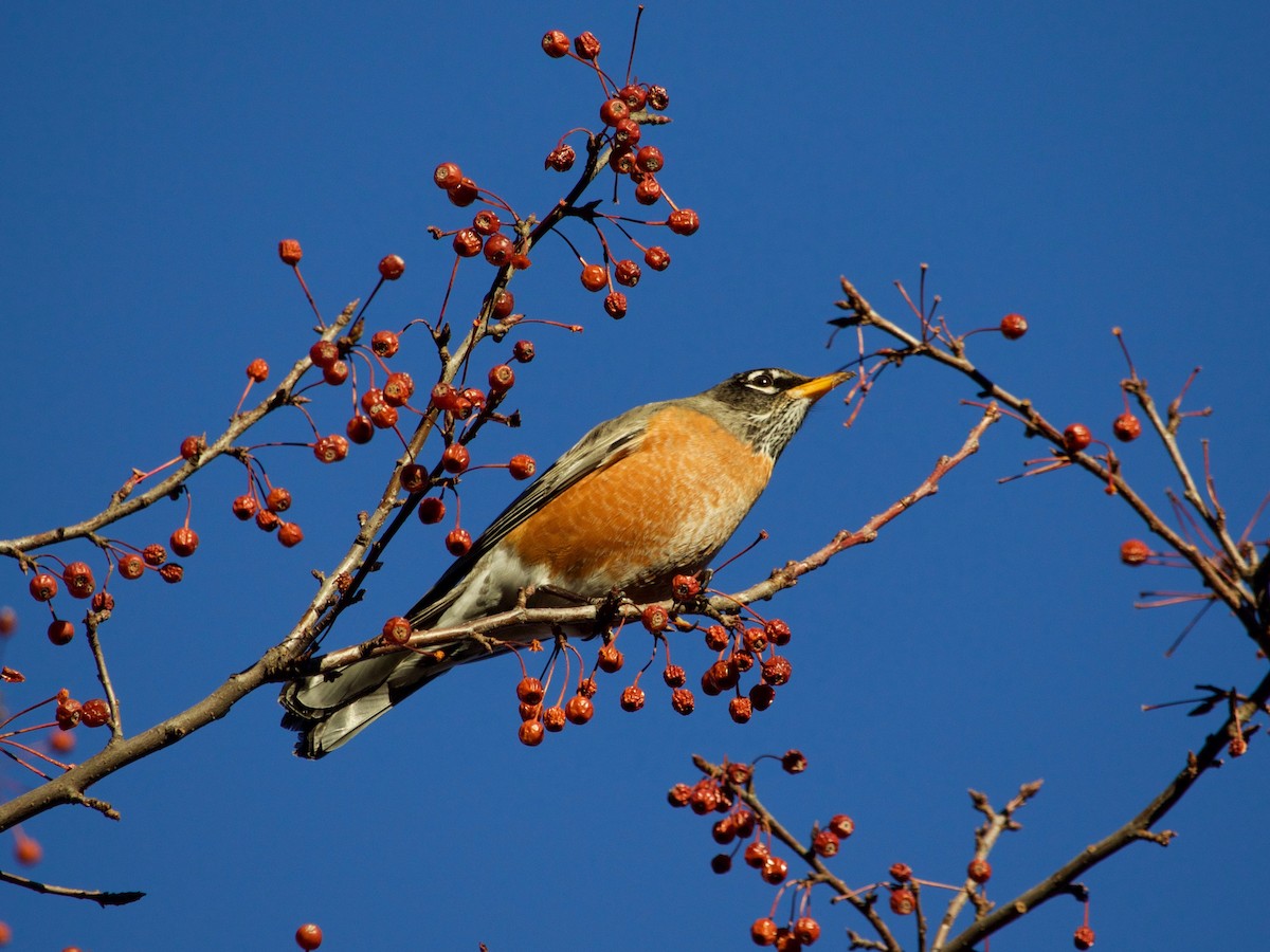 American Robin - ML297005501