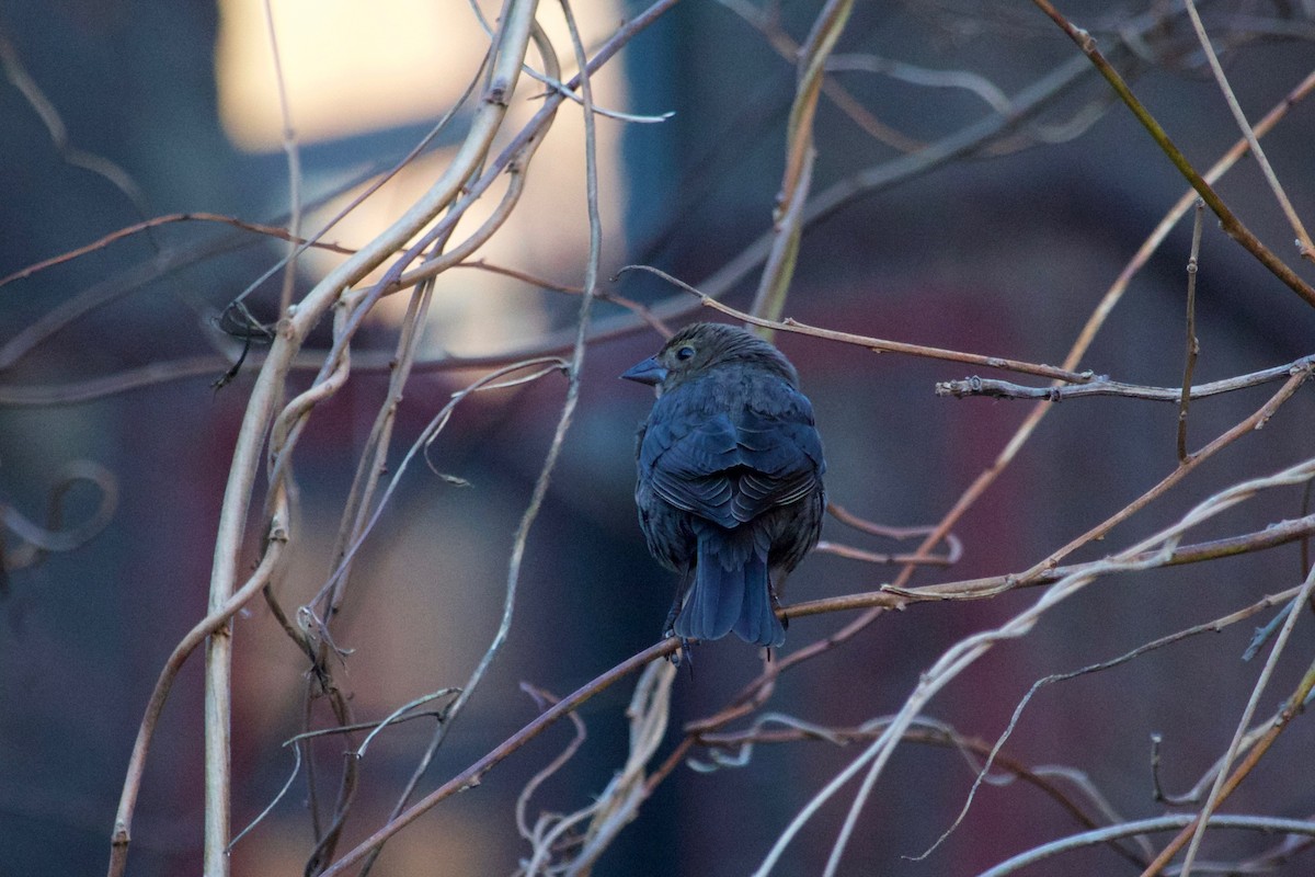 Brown-headed Cowbird - ML297005571