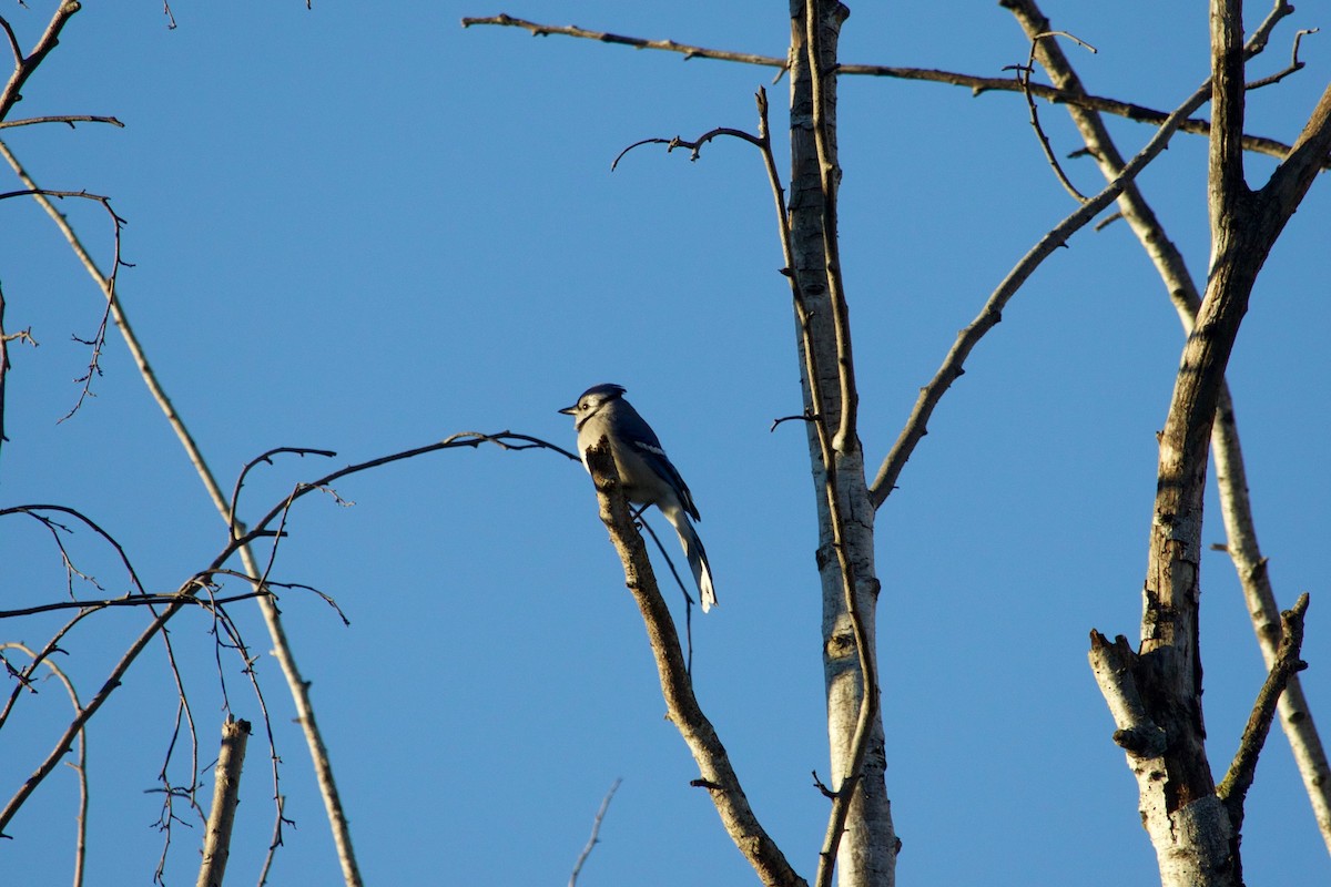 Blue Jay - ML297005611