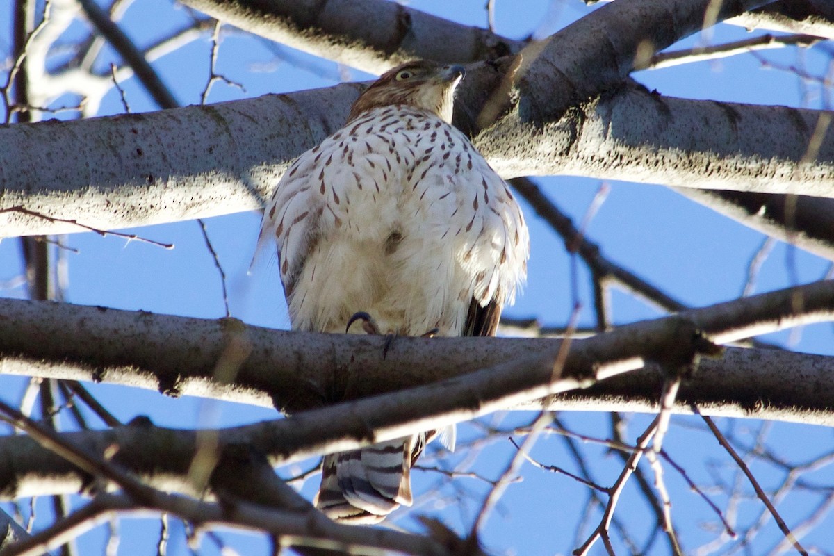 Cooper's Hawk - ML297005661