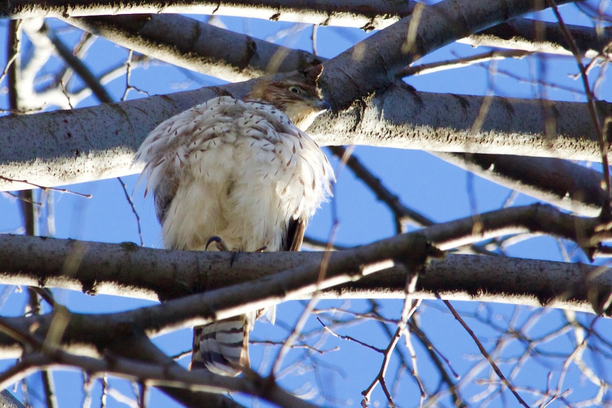 Cooper's Hawk - ML297005671