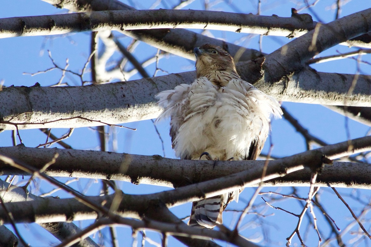 Cooper's Hawk - ML297005681