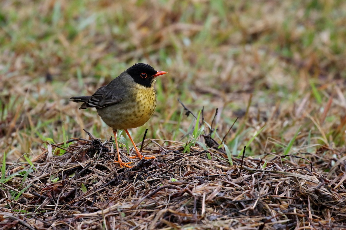 Yellow-throated Nightingale-Thrush - michael carmody