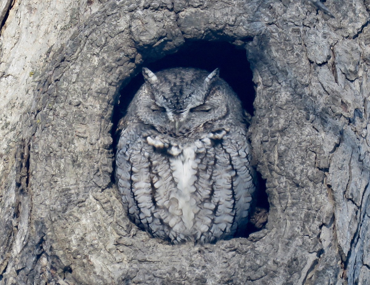 Eastern Screech-Owl - ML297007051