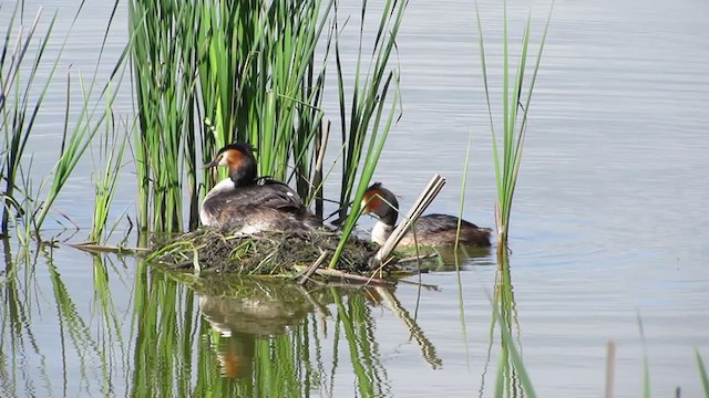 Great Crested Grebe - ML297007161