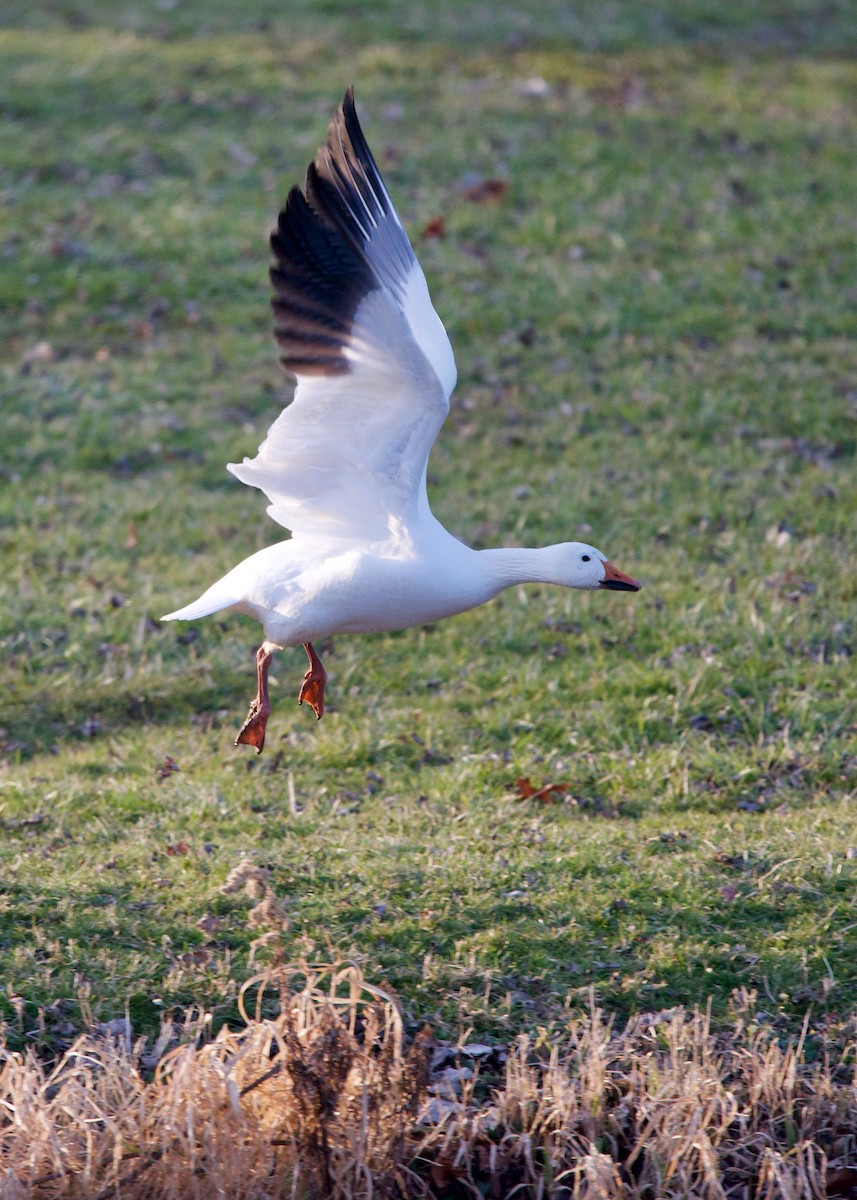 Snow Goose - Jon Cefus