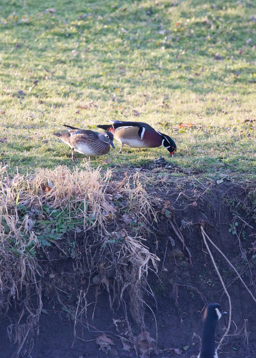 Wood Duck - ML297007921