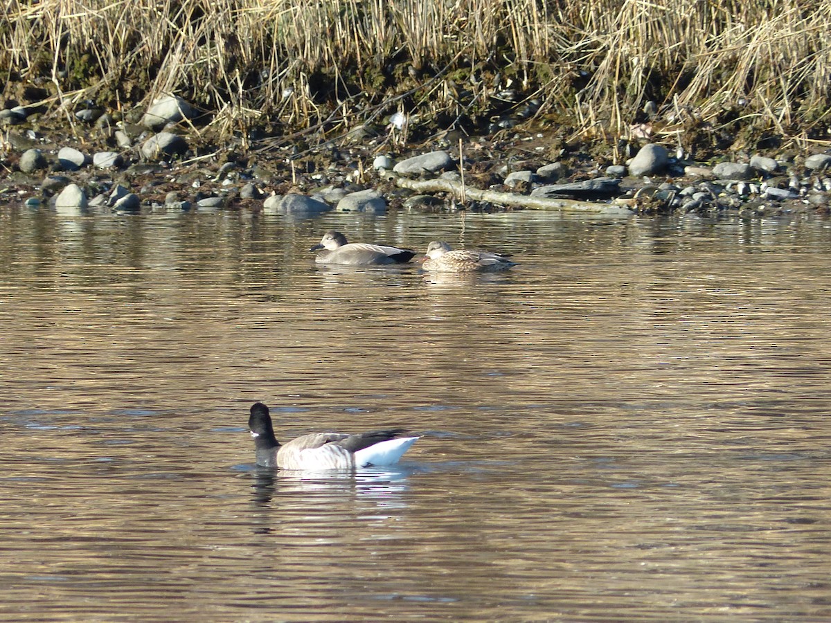 Gadwall - ML297008431