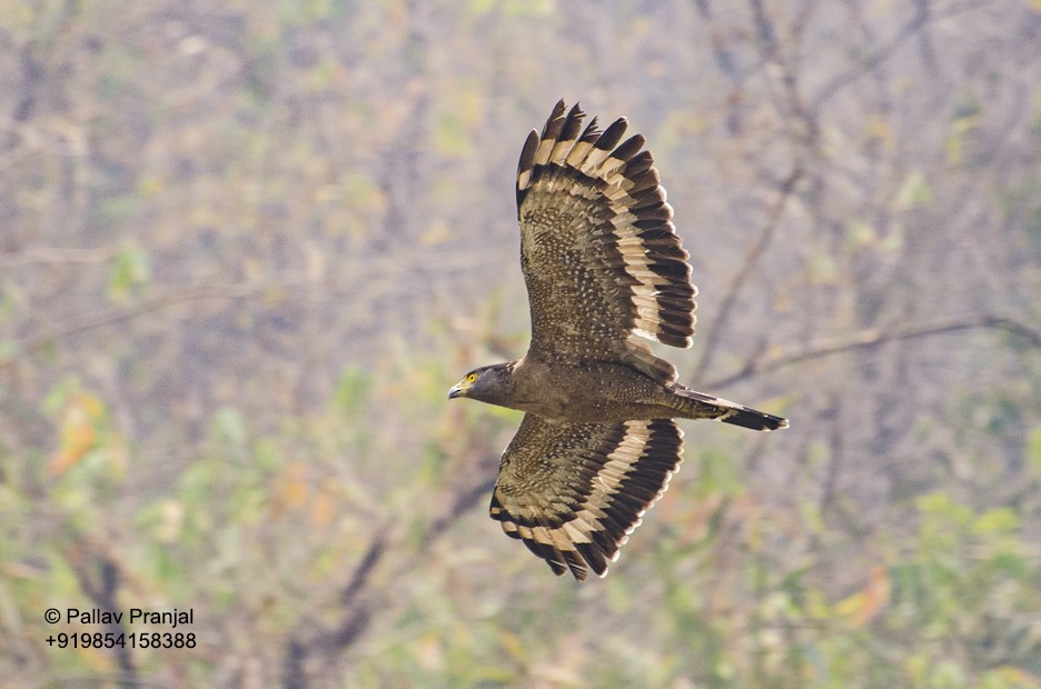 Crested Serpent-Eagle - Pallav Pranjal Sarma