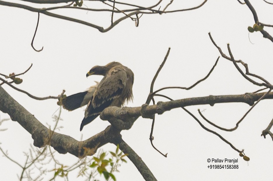 Steppe Eagle - Pallav Pranjal Sarma