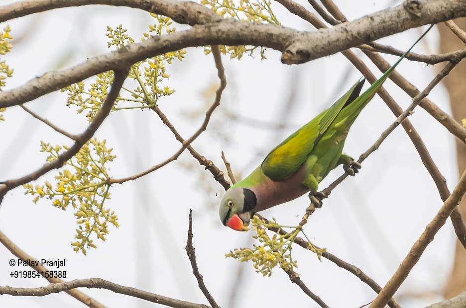 Red-breasted Parakeet - ML297011551