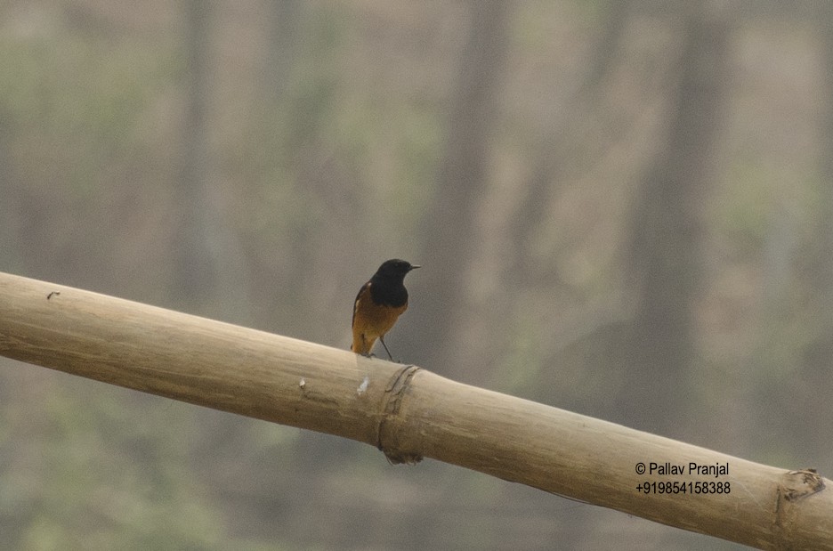 Black Redstart - ML297011681