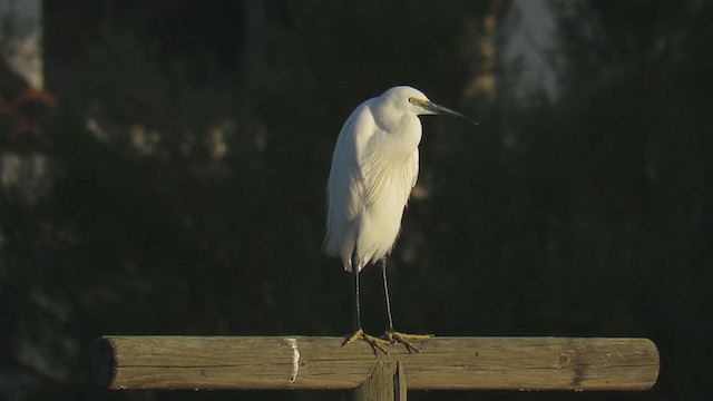 Little Egret - ML297013541