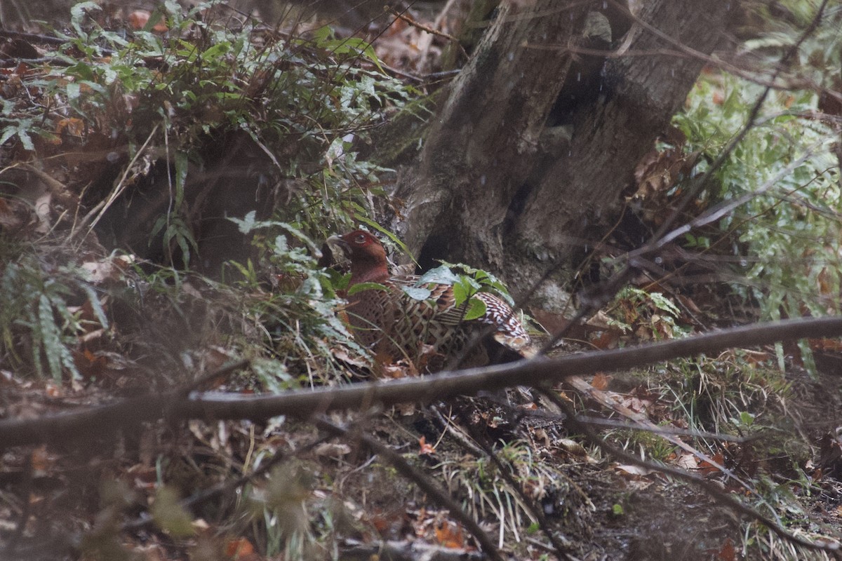 Copper Pheasant - ML297013571