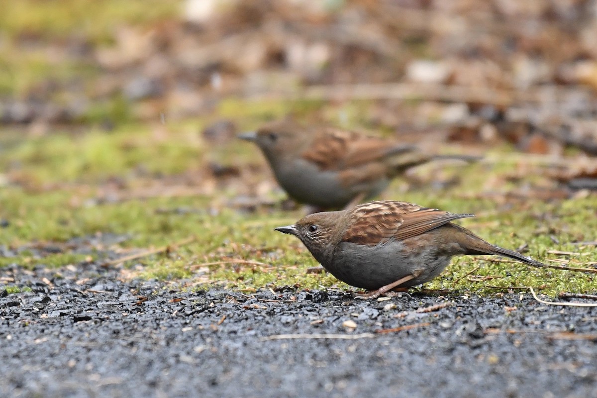 Japanese Accentor - ML297013741