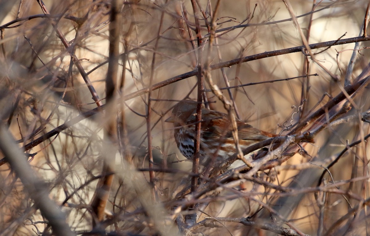 Fox Sparrow (Red) - ML297014401