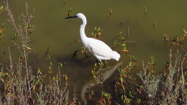 לבנית קטנה - ML297014421